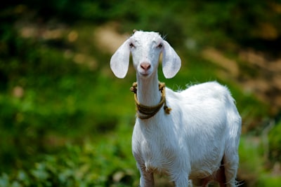 healthy-goat-at-al-mubarak-ranch