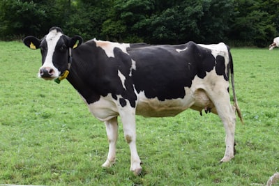cow-for-udhhiya-shared-sacrifice