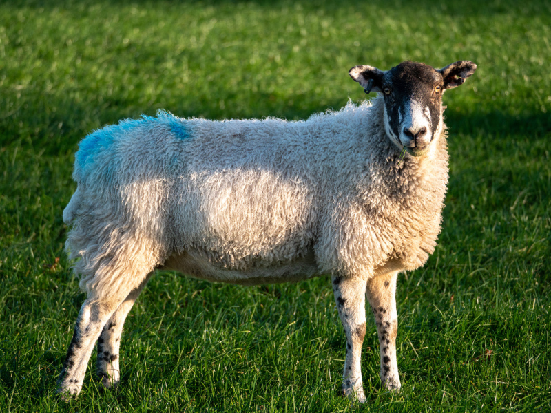 almubarak-sheep-grazing