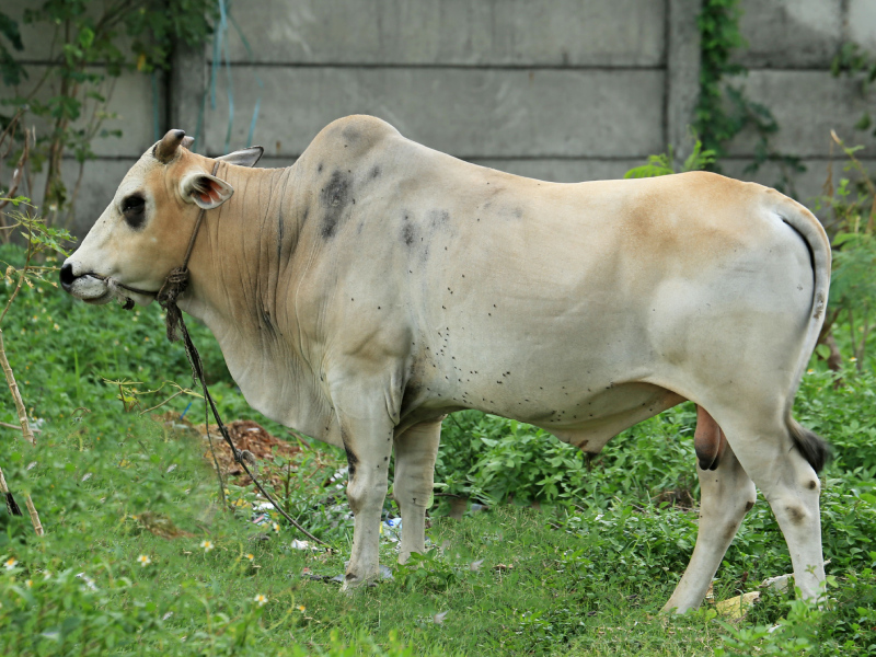almubarak-cow