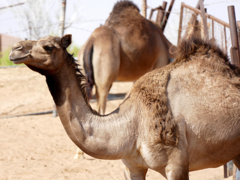 almubarak-camel